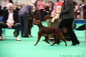 Crufts2011 130